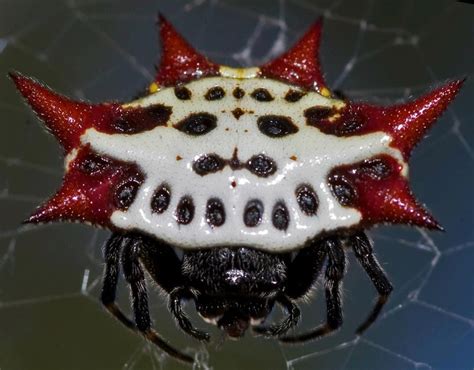 Spinybacked Orbweaver spider - (Gasteracantha cancriformis) | Scary bugs, Incredible creatures ...