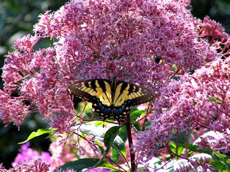 Pollinators in the Highlands Plateau - Highlands Biological Station