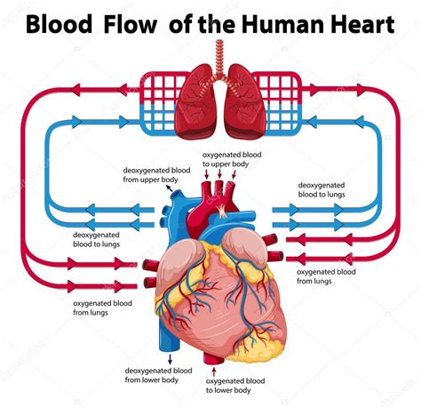 Diagrama mostrando o fluxo de sangue do coração humano — Vetor de Stock © interactimages #120441072