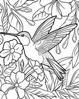 Hummingbird Coloring Pages sketch template