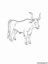 Ox Coloring Page At GetColoringscom  Free Printable Colorings Pages sketch template