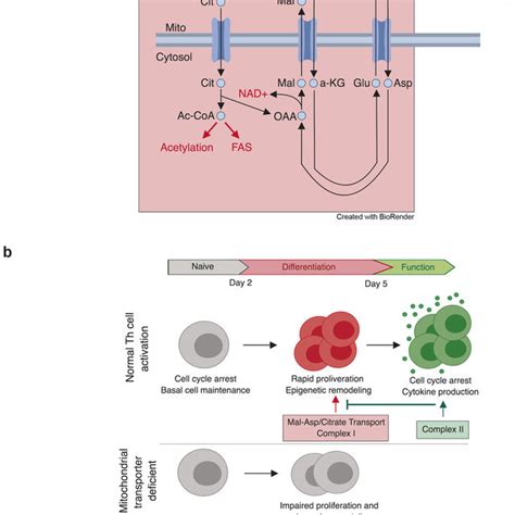 The malate–aspartate shuttle and mitochondrial citrate export are ...