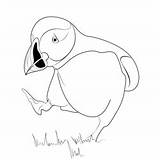 puffin Coloring Pages For Kids  Download puffin Printable coloring sketch template