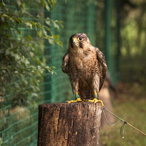 Falcon breeding falcons stock image. Image of avian, falconidae - 49027149