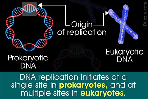 A Brief Prokaryotic Vs. Eukaryotic DNA Replication Comparison - Biology Wise