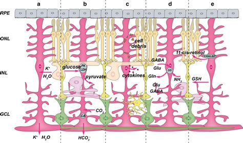 The morphology and functions of Müller glia in the retina. a Müller ...