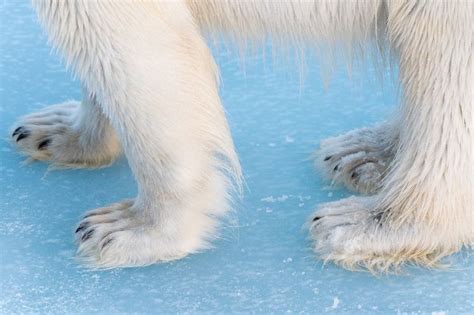 Close-up of polar bears feet