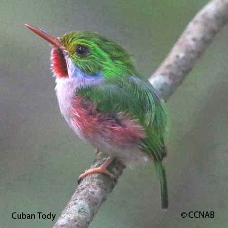 Cuban Tody | Birds of Cuba | Cuban Birds