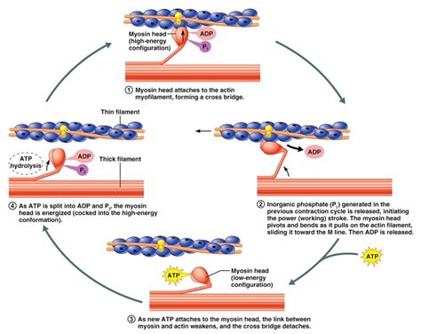 Muscle Contraction Diagram | Quizlet