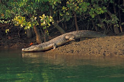 Welcome To Sundarban Wildlife Tour | Linkage Tours & Travels