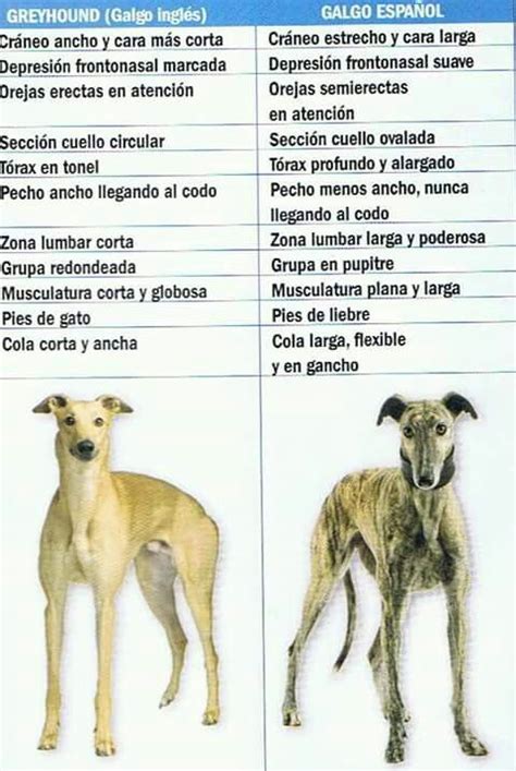 Greyhpund vs galgo | Galgo, Anatomía del perro, Galgo ingles