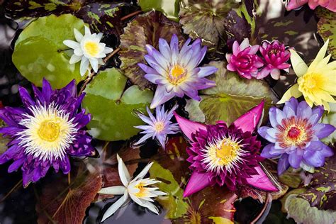 How to Grow Colorful Water Lilies in a Pond or on Your Patio