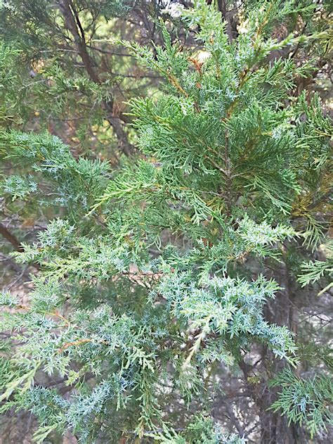 Juniperus maritima — Ecotone Plants LLC