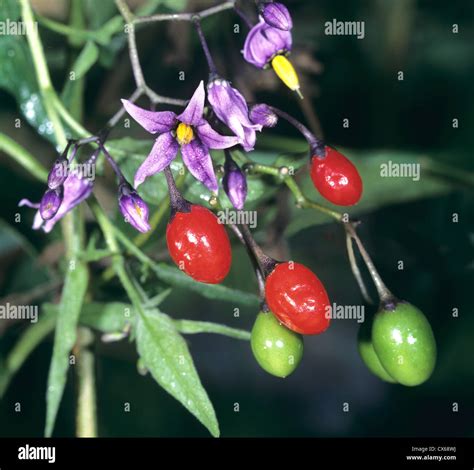 Bittersweet Nightshade, Deadly Nightshade (Solanum dulcamara ...