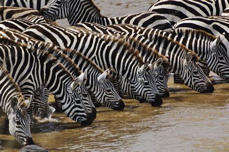 Herd of Plains Zebras Drinking - Stock Image - C002/1642 - Science Photo Library