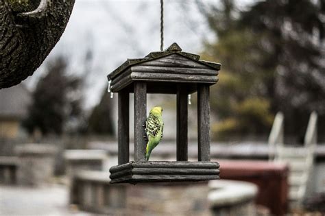 budgie Budgerigar, Parakeets, Bird Feeders, Lamp Post, Birds, Passion ...