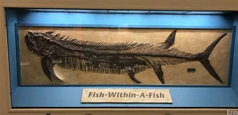 Hays, KS - Famous Fish-Within-A-Fish Fossil