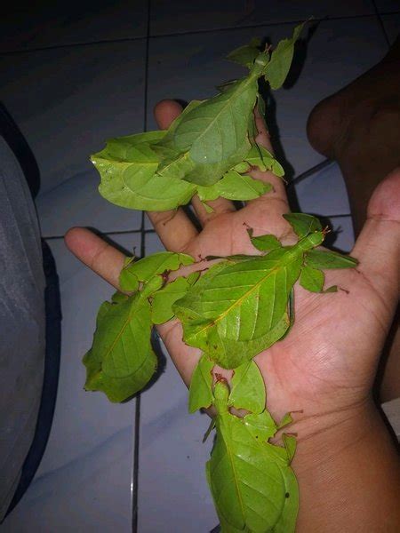 Jual Phyllium Bioculatum serangga daun belalang daun warna hijau di Lapak aldi maulana | Bukalapak