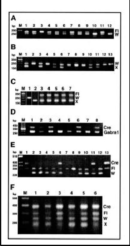 Figure 1 from Genotyping of Cre-lox mice and detection of tissue-specific recombination by ...