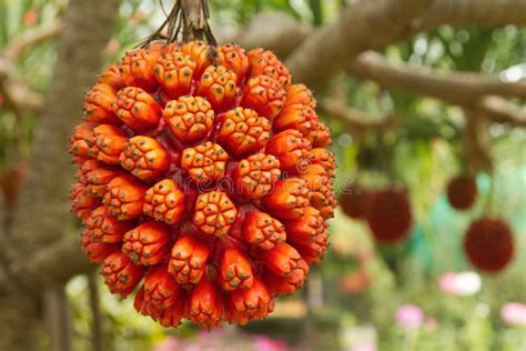 Pine Fruit (Pandanus Tectorius ) Stock Image - Image of ornamental ...