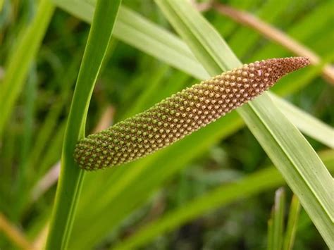 Calamus - Definition of Calamus