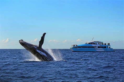 Sydney: Whale Watching Cruise in Sydney