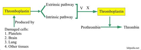 Coagulation – part 7 – Blood Coagulation Factors descriptions – Labpedia.net