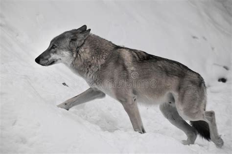 Gray wolf in the snow stock image. Image of gray, wildlife - 134686479