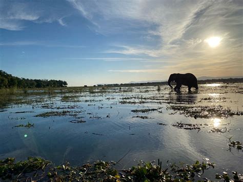 Zambian Wildlife and Activities - Travel Beyond