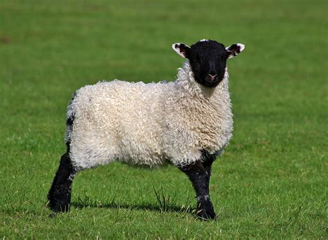 Royalty-Free photo: Black and white sheep on grass at daytime | PickPik