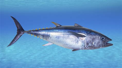 Why Some Chefs Just Can't Quit Serving Bluefin Tuna : The Salt : NPR