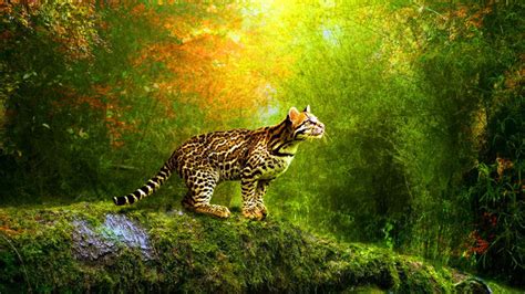 Animated Animals Wallpapers - Wallpaper Cave