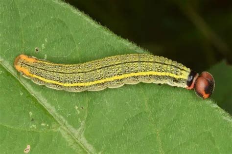 13 Green Caterpillars in Texas (Pictures) - Wildlife Informer