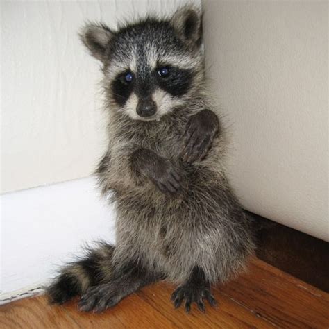 Baby Raccoon | Cute animals, Cute baby animals, Baby animals