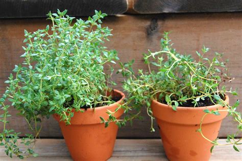 How to Grow Thyme Indoors