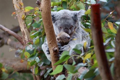 Webcam Zoológico de koalas de San Diego , animales salvajes online - línea vivo cam