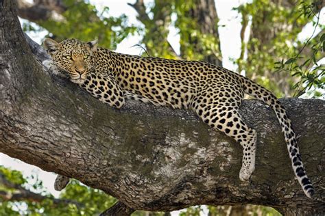 Leopards in Sri Lanka - LANKA EXCURSIONS HOLIDAYS