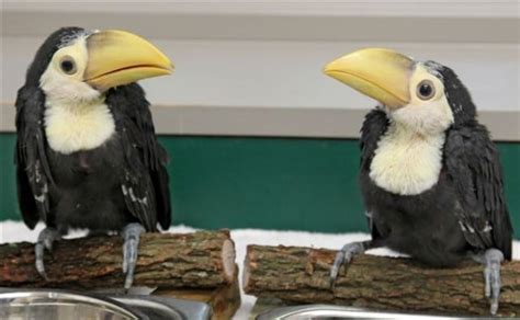 New chicks in town: Toco toucan hatchlings now on exhibit at Riverbanks Zoo | State and Regional ...