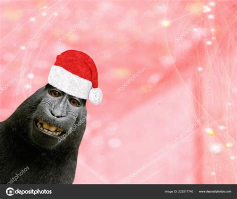 Christmas Background Funny Chimpanzee Monkey Wearing Santa Claus Bonnet ...