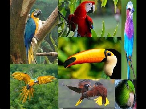 Selva tropical : Flora y Fauna Jungla - Documental Completo - YouTube