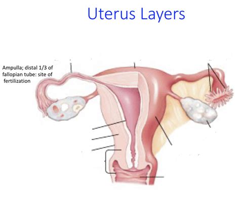 Uterus Layers Diagram | Quizlet