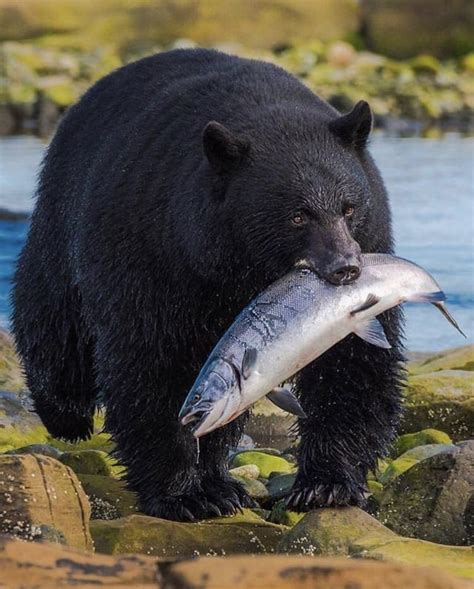 Black Bears Eating Fish