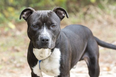 Young Black and White Pitbull Terrier Dog on Leash Stock Image - Image of boxer, cute: 162428239