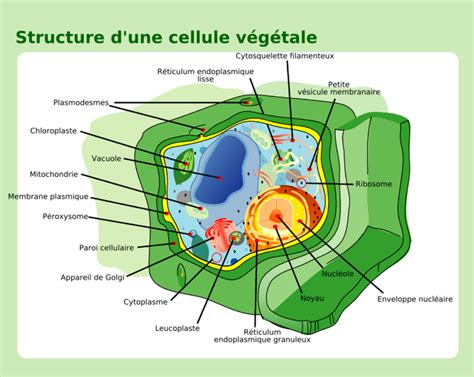 Peroxisome Structure