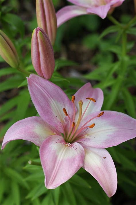 Pink Lily Photograph by Christine Lantz - Fine Art America