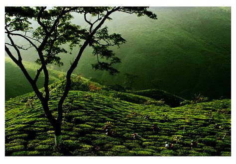 Paradise of India, North-East: "The Green Tea Gardens of Assam Valley"