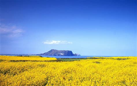 Jeju Island Wallpapers - Top Free Jeju Island Backgrounds - WallpaperAccess