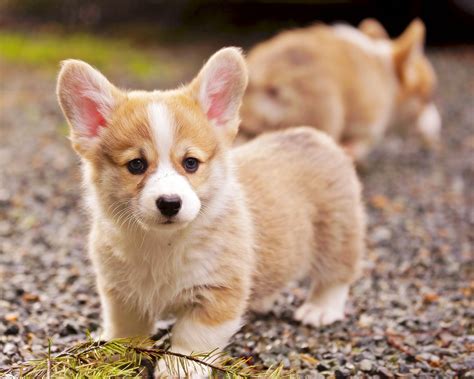 Corgi Puppies Wallpaper (54+ images)