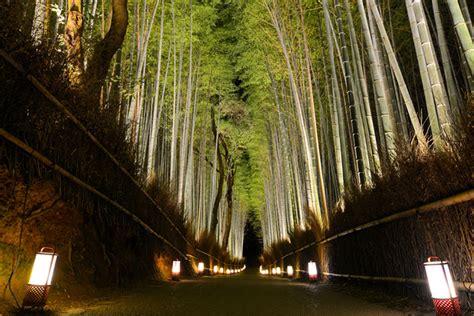 Kyoto's Magical Arashiyama Hanatouro Night Illumination Event