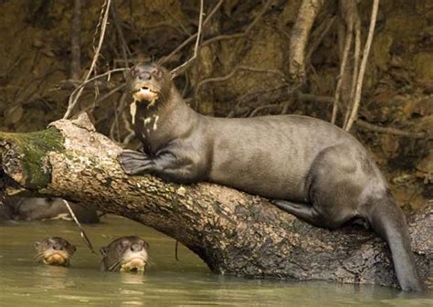 Giant Otter Facts, Habitat, Diet, Life Cycle, Baby, Pictures